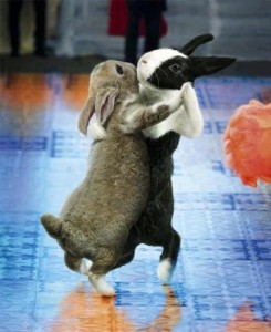 bunnieswaltzing